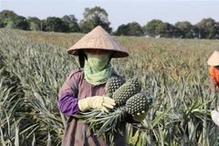 Người dân thôn Bãi Sải, xã Quang Sơn, thành phố Tam Điệp, thu hoạch dứa. (Ảnh: Đức Phương/TTXVN)