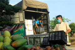 Các loại quả mận và xoài đạt tiêu chuẩn VIETGAP, an toàn vệ sinh từ tỉnh Sơn La được đưa đến các điểm thiêu thụ tại thành phố Hải Phòng. (Ảnh: An Đăng/TTXVN)