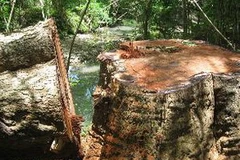 Ảnh minh họa. (Nguồn: Internet)