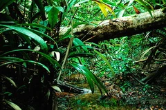 Rừng Amazon. (Nguồn: Internet)