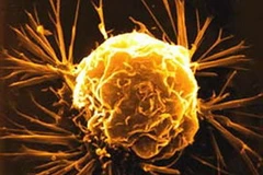 Ảnh minh họa. (Nguồn: khoahoc.com.vn)