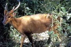 Phát hiện loài mang lớn hiếm ở Khu bảo tồn Sao la