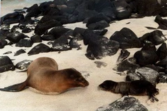 Sư tử biển/Ảnh minh họa. (Nguồn: Internet)