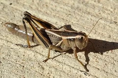 Ảnh minh họa. (Nguồn: rawstory.com)