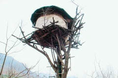 Ngôi nhà trên cây của Du Shi Sheng. (Nguồn: Internet)