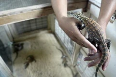 Một con rồng Komodo con. (Nguồn: AFP)