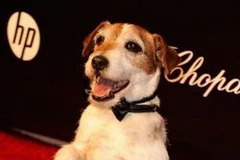 Chú chó Uggie. (Nguồn: AFP)