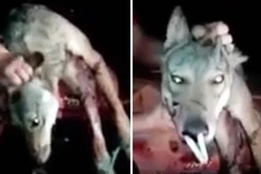 Những kẻ độc ác đã đánh đập và bắt chú chó sói phải hít thuốc lá. (Nguồn: express)