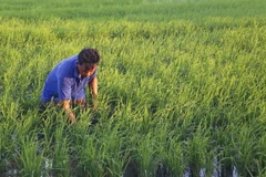 Nông nghiệp là một trong những đề xuất của hai nước. (Ảnh: Huỳnh Sử/TTXVN)