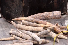 (Ảnh minh họa: Phạm Hậu/TTXVN)