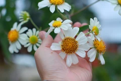 Dã quỳ trắng. (Ảnh: Xuân Mai/Vietnam+)