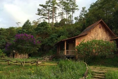 Căn nhà bình yên dưới bóng rừng thông. (Ảnh: Xuân Mai/Vietnam+)