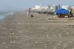 Cá chết dạt vào bãi biển Bermuda ở Galveston, Texas. Ảnh minh họa. (Nguồn: AP)