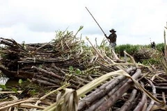 Thu hoạch mía tại huyện Phung Hiệp, Hậu Giang. (Ảnh: Duy Khương/TTXVN)