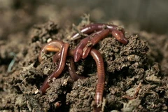 Loài giun ở Pháp đã góp phần gây ra hiện trượng nóng lên toàn cầu. (Nguồn: Reuters)