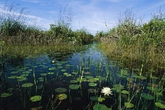 Khu vực rừng ngập mặn Ciénaga de Zapata. (Nguồn: Internet)