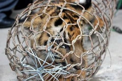 Những cá thể hổ còn sống bị nhốt trong lồng. (Nguồn: vietnamnet)