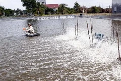 Diện tích nuôi tôm thẻ chân trắng của một hộ nông dân. (Ảnh minh họa: Hoàng Hải/TTXVN)