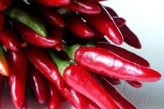 Ảnh minh họa. (Nguồn: Internet)