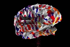 Bản Atlas não người. (Nguồn: brain-map)