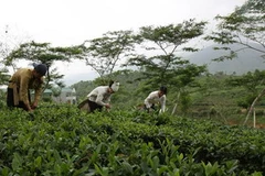 Người dân huyện Mường Khương thu hoạch chè. (Nguồn: TTXVN)