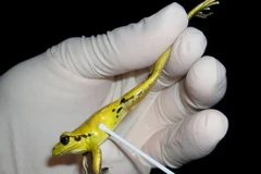 (Ảnh minh họa: ifrog.us)