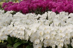 Một loại lan Hồ Điệp. (Ảnh: cayxanhtienduc.com.vn)