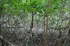 (Ảnh minh họa: Internet)