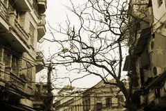 Phố Hà Nội. (Ảnh minh họa: Nhật Anh/TTXVN)