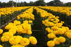 (Ảnh minh họa: Văn Trí/TTXVN)