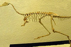 Bộ khung xương của khủng long Mononykus được khôi phục lại. Ảnh chỉ có tính chất minh họa. (Nguồn: Internet)