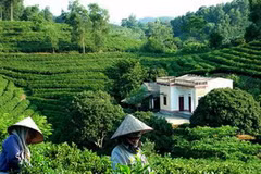 Lượng xuất khẩu chè năm nay cao hơn cùng kỳ năm trước 23%. (Ảnh: giacaphe.com)