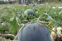 Thu hoạch dưa hấu Tết. (Nguồn: TTXVN) 