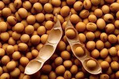 Ảnh minh họa. (Nguồn: Internet)