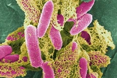 Một loại vi khuẩn đường ruột. Ảnh minh họa. (Nguồn: Internet)