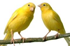 Chim hoàng yến. (Nguồn: Internet)