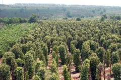 Trang trại trồng tiêu của một gia đình ở Gia Lai. (Ảnh: Sỹ Huynh/TTXVN)
