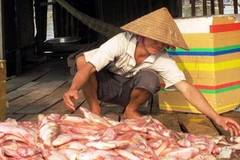 Người dân vớt cá chết trên sông La Ngà. (Nguồn: Thanhnien)