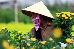 Người nông dân Tây Tựu thu hoạch hoa cúc. (Nguồn: TTXVN)