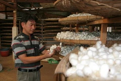 Một cơ sở ươm tơ ở Lâm Hà. (Nguồn: baolamdong.vn)