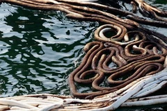 Dầu tràn gần một bến tàu cá ở Alabama ngày 14/6. (Nguồn: AFP/TTXVN)