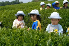 Các em nhỏ tại một vùng trồng chè của Nhật. (Ảnh: Cao Phong)