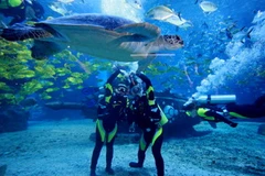 Ảnh minh họa. (Nguồn: THX/TTXVN) 