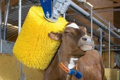 Một chú bò được tắm nhờ thiết bị của công ty DeLaval. (Nguồn: Internet)