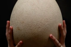 Một quả trứng chim voi. (Nguồn: Getty Imagine)