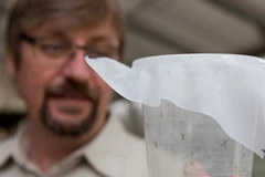 Giáo sư Scott O'Neill thả những con muỗi mang Wolbachia đầu tiên ra môi trường tại Queensland, Australia vào tháng Một năm nay. (Nguồn: news.sciencemag.org) 