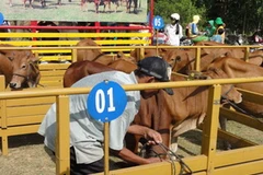 Ảnh minh họa. (Nguồn: Internet)