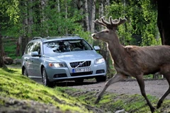 Volvo sẽ sớm trang bị hệ thống phát hiện động vật cho xe trong tương lai. (Nguồn: Internet)