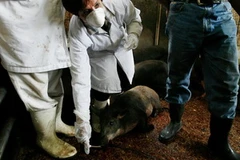Các bác sĩ thú y kiểm tra một lò mổ. Ảnh minh họa. (Nguồn: AFP/TTXVN)