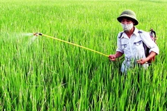 (Ảnh minh họa: Anh Tuấn/TTXVN)